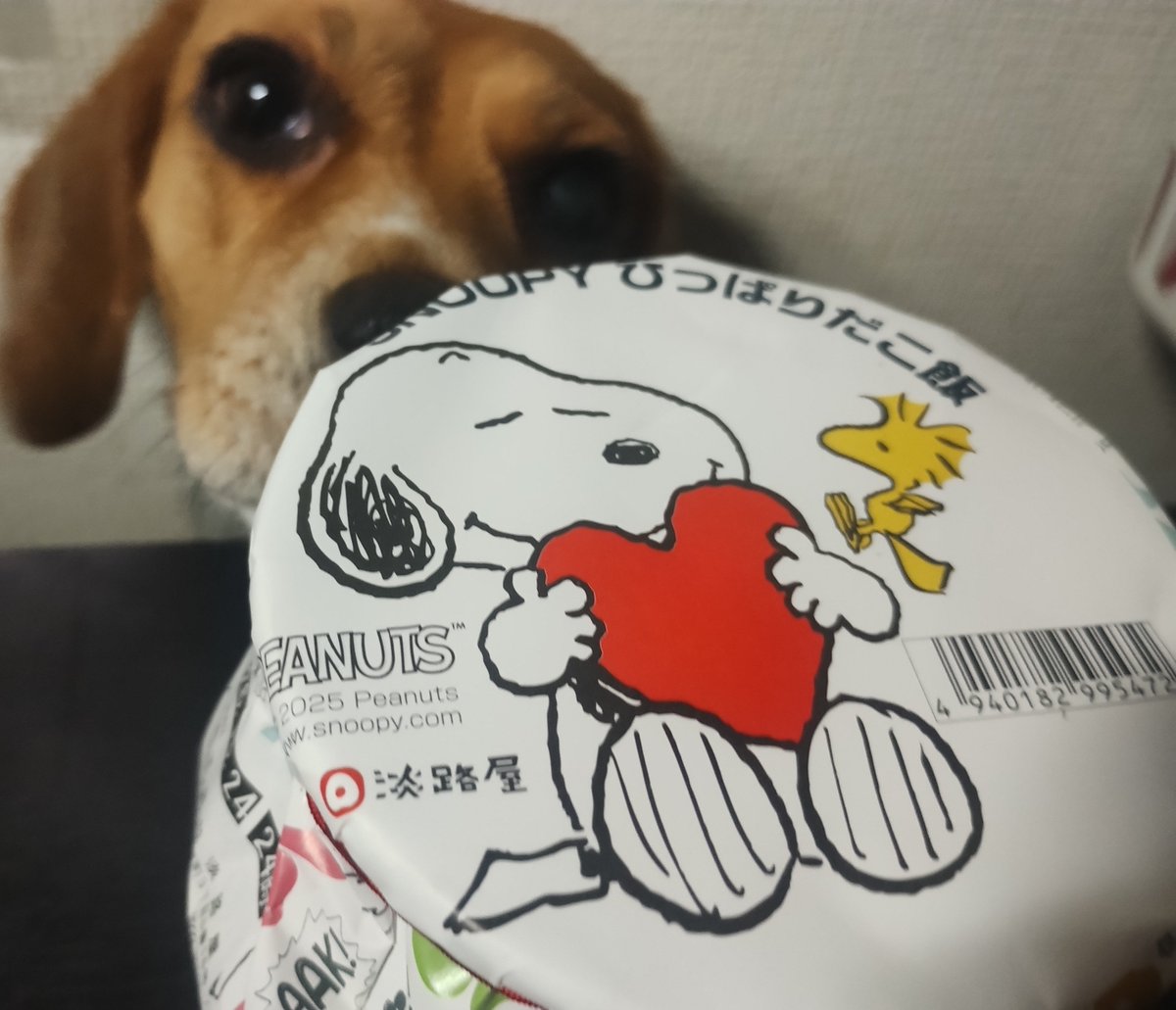 Oinusama0802's tweet photo. 同居人さんよ
ピアノの本番に出かけて
なぜ壺入りタコ飯!?

ボクのはどこ?

#beagle
#ビーグル
#Snoopyひっぱりだこ飯 https://t.co/pv0bpIWxc0