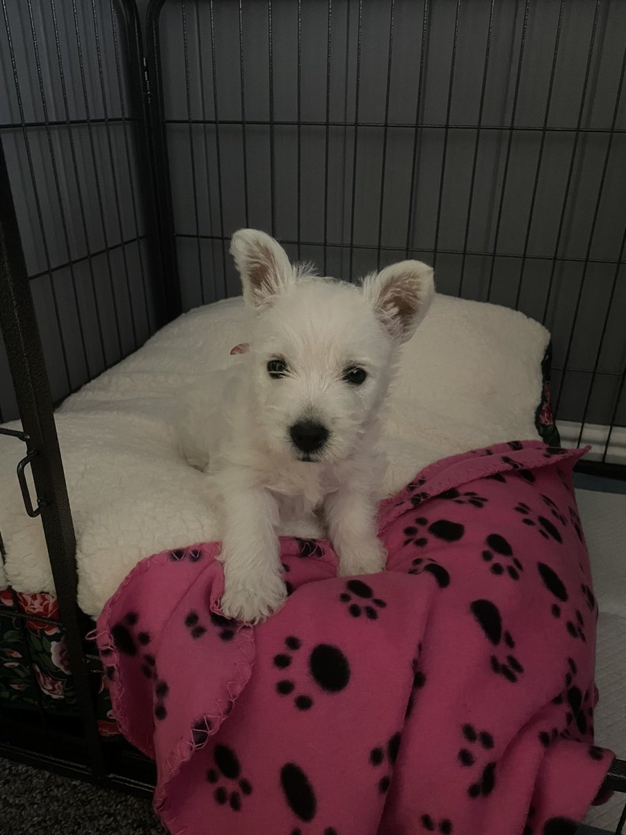 CharlieHudz's tweet photo. Hi pals, I’m Dolly! It’s my first day in my new home. My Uncle Charlie left me some of his fings, including his passwords. I’ve been very busy and chatty so far 🐾💗 https://t.co/FkFupBHbyE