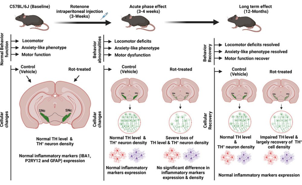 ScienceofPD's tweet photo. A study of chronic rotenone administration (21 days) in mice finds #Parkinsons-like behaviour after 4 weeks, but "after 12 months of toxin cessation, rotenone-treated mice exhibited behavioral performance &amp; TH expression levels" comparable to controls
https://t.co/6JLbfvmddu https://t.co/Z9zEwTD3Kj