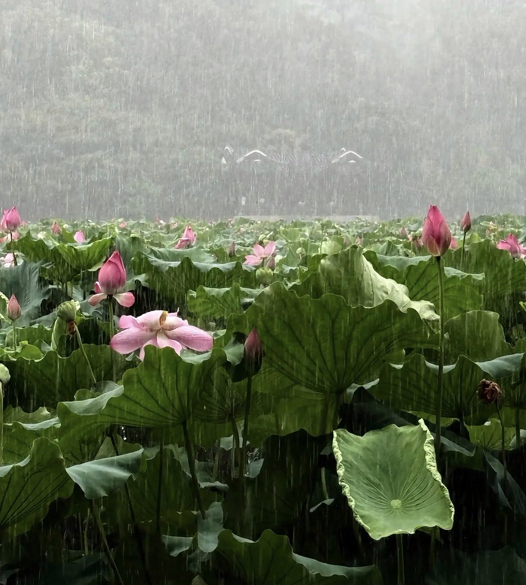 naturehealyou's tweet photo. rain whispers, lotus blooms, and the world slows down https://t.co/OOyGI1EfBk