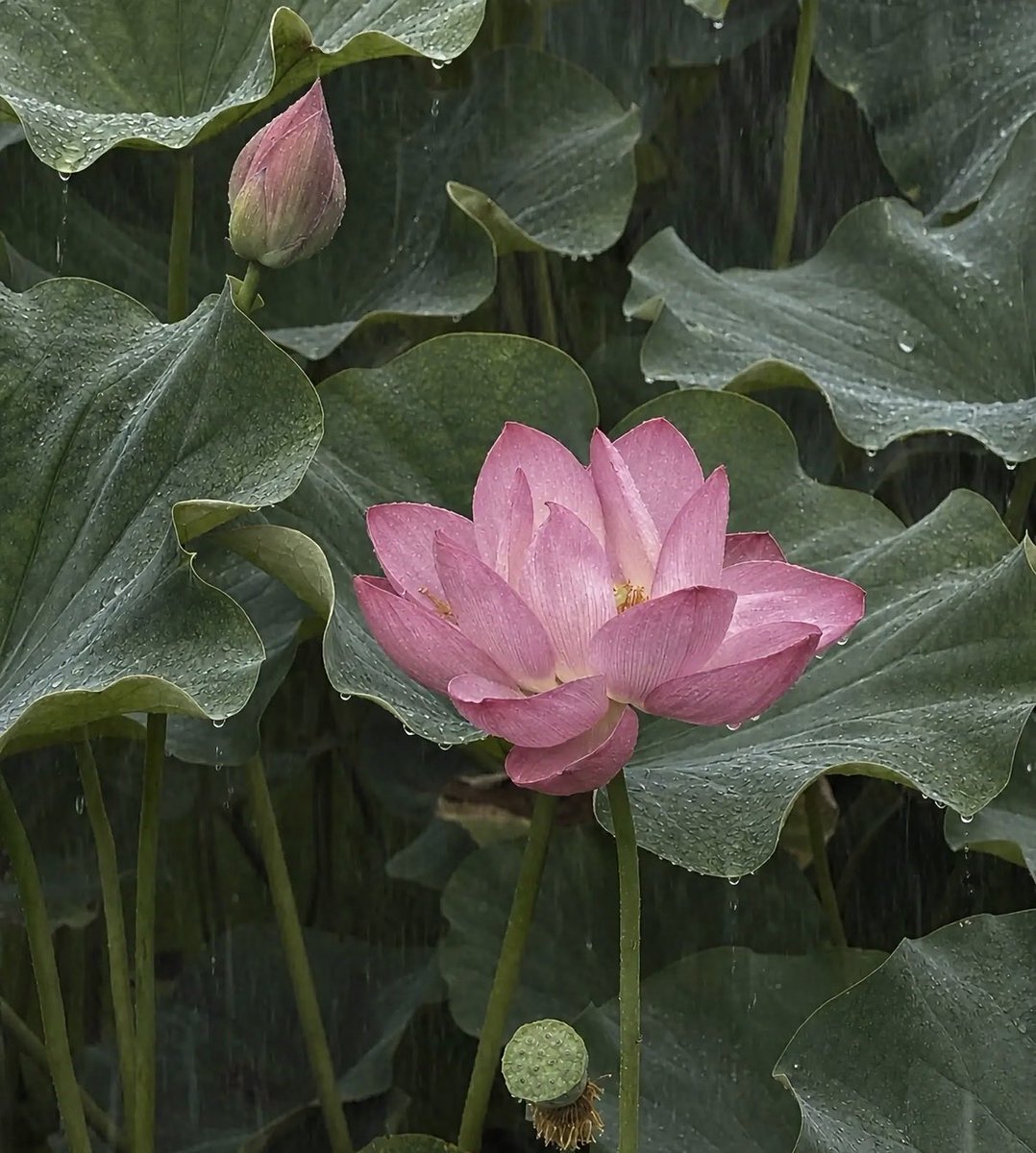 naturehealyou's tweet photo. rain whispers, lotus blooms, and the world slows down https://t.co/OOyGI1EfBk