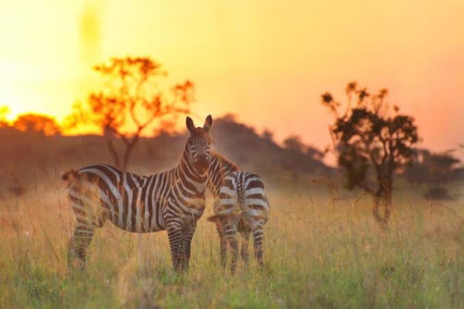 nat_douglas's tweet photo. Ask me how beautiful kidepo valley national park is? and I will tell u. A place worth visiting, exploring and investing https://t.co/pFibni21cP