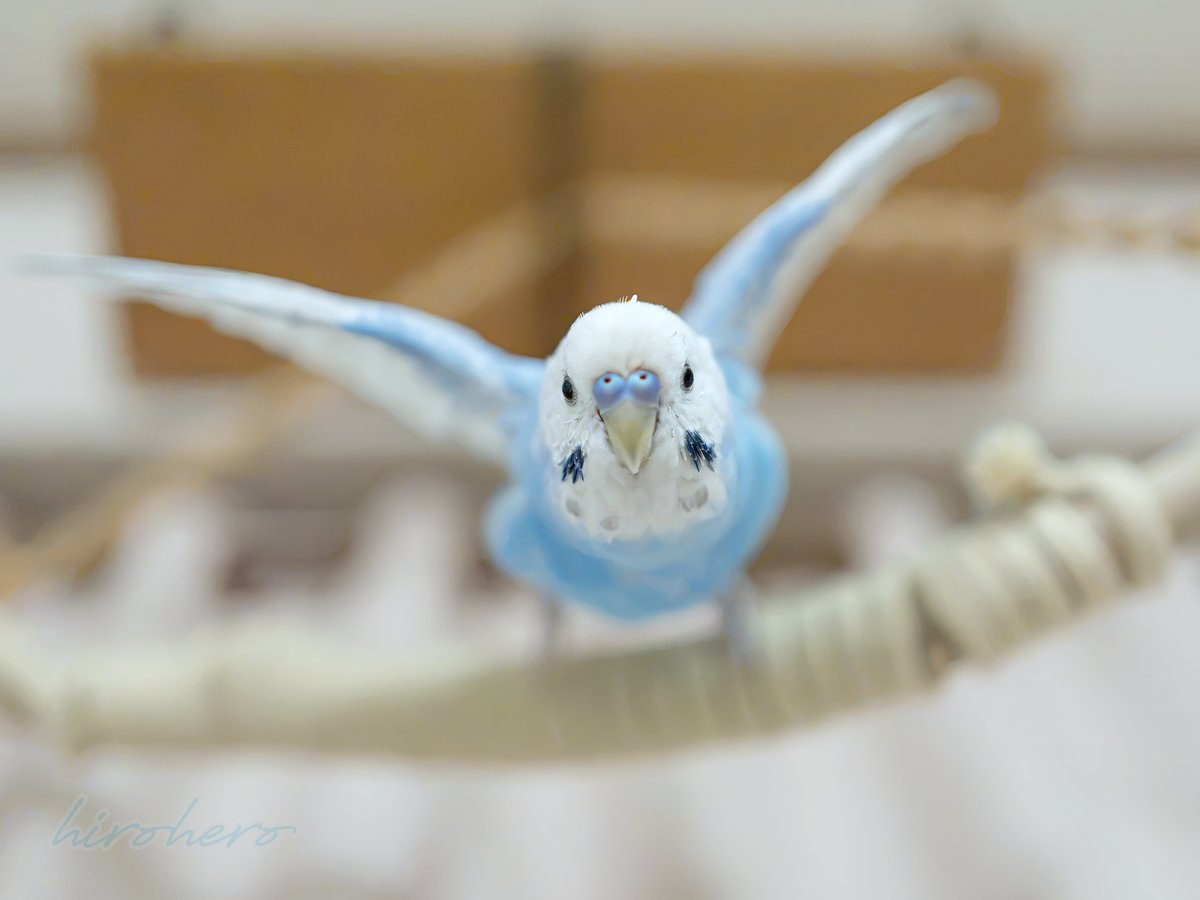 hirohero's tweet photo. 撮り主ー!!

撮影：2026.10.24

#セキセイインコ https://t.co/VtfcqRlKL4