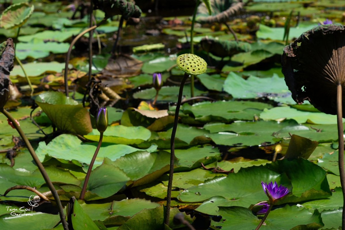 ReynaybRoberggp's tweet photo. Loin de la pleine floraison, le lotus révèle une beauté discrète dans ses derniers jours. Ses capsules de graines laissent une empreinte douce, rappelant que la nature transforme les lieux que nous habitons. https://t.co/emiaDZ1ZMO