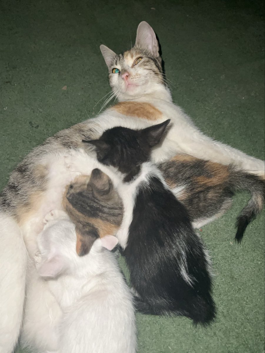 RescueCare's tweet photo. 💔 I rescued her from the pain, but I had no idea I had left her heart behind.

Two days ago, I found this poor mother cat injured and terrified beside a road in Gaza.

Yesterday, I returned to the same place and found her three tiny babies.

When I brought them to the shelter, the happiness in her eyes was something I’ll never forget.🥹❤️

She had been through so much, yet all she wanted was her babies back.

Tonight, they are together, surrounded by love and safety.

My dear friends, please help me protect this beautiful reunion. They need food, medicine, and a chance to grow up without suffering.🙏❤️

❤️ PayPal: https://t.co/eL95czBcm6

🔗 https://t.co/hYA2hXUDDU

#Gaza #AnimalRescue #CatRescue #SaveAnimals