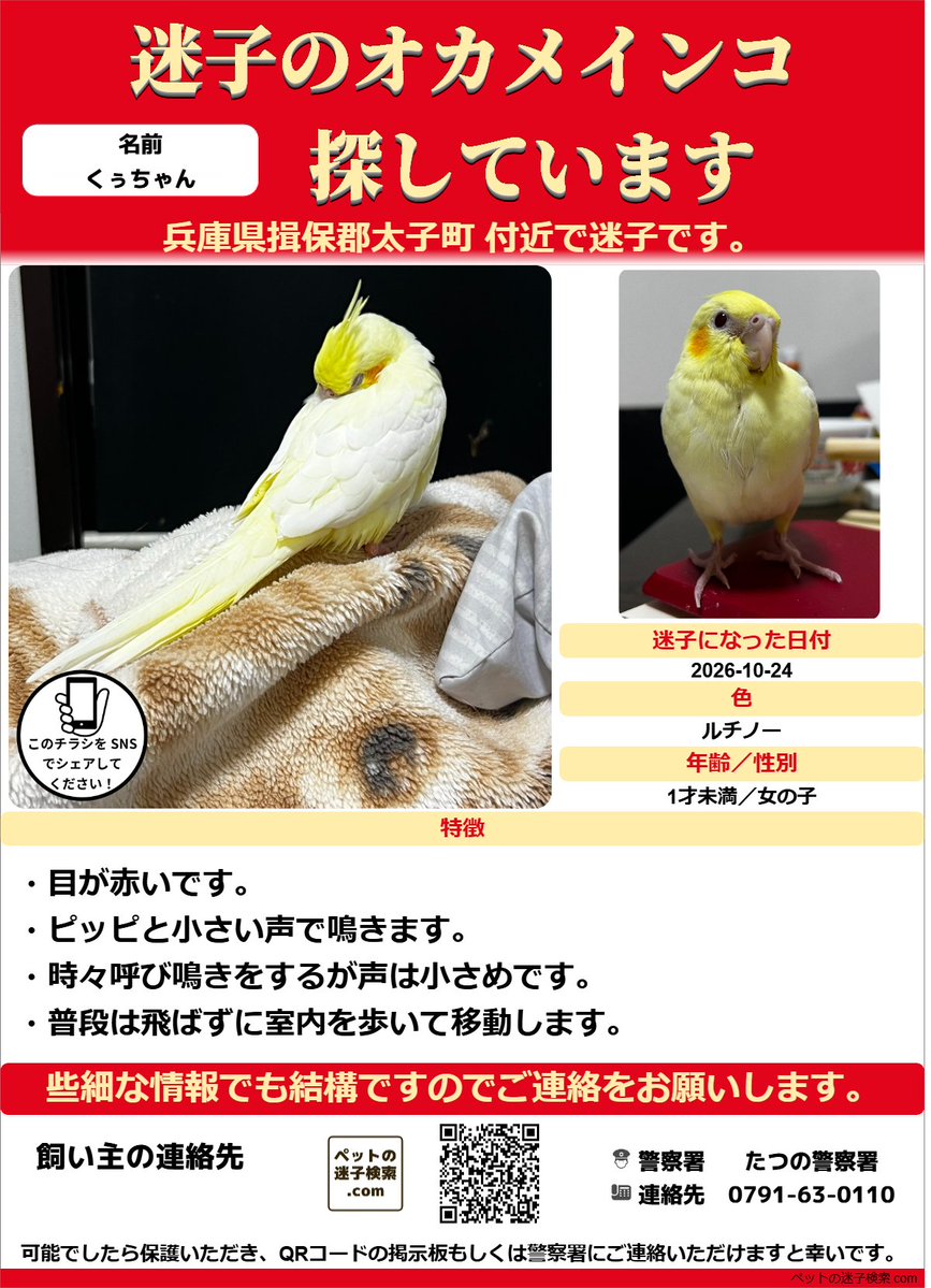 maigokensaku's tweet photo. 以下内容をSNSで拡散させていただきました。
https://t.co/Tmk9yDAydg

勝手ではございますがチラシを作成させていただきました。
↓こちらのような感じでチラシを利用していただくと有効かと思います。
https://t.co/mZZtLX2eV1

#迷子 #鳥 #迷い鳥 #迷いインコ #兵庫県 #オカメインコ https://t.co/43SrWsGgUE