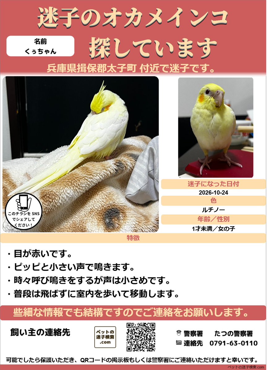 maigokensaku's tweet photo. 以下内容をSNSで拡散させていただきました。
https://t.co/Tmk9yDAydg

勝手ではございますがチラシを作成させていただきました。
↓こちらのような感じでチラシを利用していただくと有効かと思います。
https://t.co/mZZtLX2eV1

#迷子 #鳥 #迷い鳥 #迷いインコ #兵庫県 #オカメインコ https://t.co/43SrWsGgUE