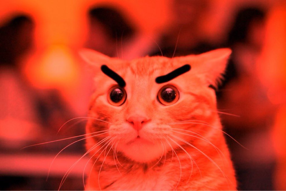 ImTheEvilHiCat's tweet photo. Evil hi is suprised by the amount of followers, but evil cat evil so I HATE ALL OF YOU https://t.co/nzGSI5JW96