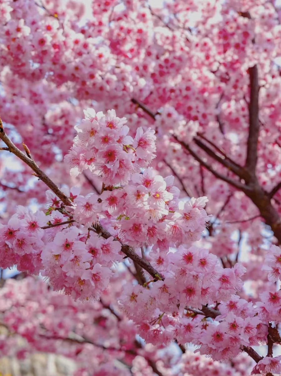 kimichn1025's tweet photo. [今日の桜は風に揺れ、周りの木々を鮮やかに映し、大地にその美しさを撼かせる]，哦不对，要带指定字的话调整下，重新来：推文内容：[今咲く桜（さくら）は新緑を鮮やかに衬（かざ）り、風に震える姿が心を撼（うご）かす]， https://t.co/9YBE1Lp8mY