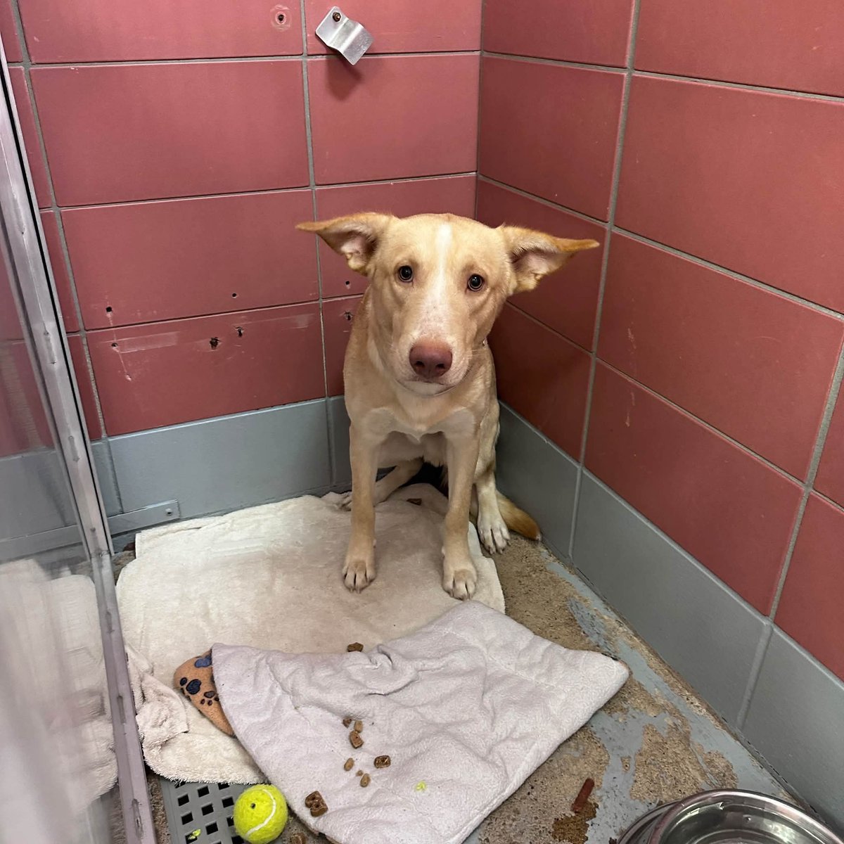 TrinityMcGibbon's tweet photo. 🆘️ On Euthanasia list at BARC, Houston for Saturday, 10/24/26. Deadline at 5pm CDT 🆘️
ID #A2102841

🆘️ RESCUE ONLY 🆘️

📌 PLEDGE INFORMATION 📌
🆘️ Please do not honor pledges until a freedom picture is added to ensure pledges are going to the rescue that tagged. We will be putting the dog name and rescue name on the freedom picture. 🆘️

🚨12 MONTH-OLD ELI WAS FOUND TIED TO A STRANGER’S CAR! NOW THIS TERRIFIED PUPPY NEEDS SAVING! 

🐾 Meet 12 month old puppy Eli 

ID #A2102841
Breed: Siberian Husky Mix
Color: Tan
Sex: Male
Age: 12 months
Weight: 56 lbs
Intake Date: 10/20/2026 
Status: RESCUE ONLY

⸻

📉Medical Notes: 

No medical abnormalities documented. Heartworm NEGATIVE. Eli received vaccinations, deworming, and flea prevention.

⸻

🐾Behavior Notes: 

Eli is fearful and skittish in the shelter. He has displayed trembling, a tucked tail, lowered head, flinching, and avoidance. On 10/21, he growled when staff attempted to leash him. He has also thrashed when frightened by leash pressure.

However, with gentle baby talk and patient handling, Eli has made progress! He has approached staff voluntarily, followed them outside, walked close beside his handler, and remained quiet in the outdoor run. He quickly pottied outside and returned to his kennel without major difficulty.

⸻

💌 HOW TO HELP ELI – RESCUE ONLY

All holds MUST be in writing. Please do NOT call to place a hold.

If local and interested in helping Eli through an approved rescue, email ALL THREE:

📧 barcfoster@houstontx.gov
📧 barcadoptions@houstontx.gov
📧 BARC.Aid@houstontx.gov

Please reference Eli’s ID #A2102841 in all correspondence.

🏡 BARC Foster Application:
https://t.co/qDknVBQlfS

📍 BARC Animal Shelter
3200 Carr St, Houston, TX 77026
📞 (713) 229-7300

⸻

🙏 Eli is only 12 months old. Instead of enjoying his puppyhood, he was found tied to a stranger’s car and is now struggling to understand the frightening world around him.

PLEASE SHARE this frightened puppy with rescues and potential fosters. He deserves the chance to learn that people can be kind and that he is finally safe!