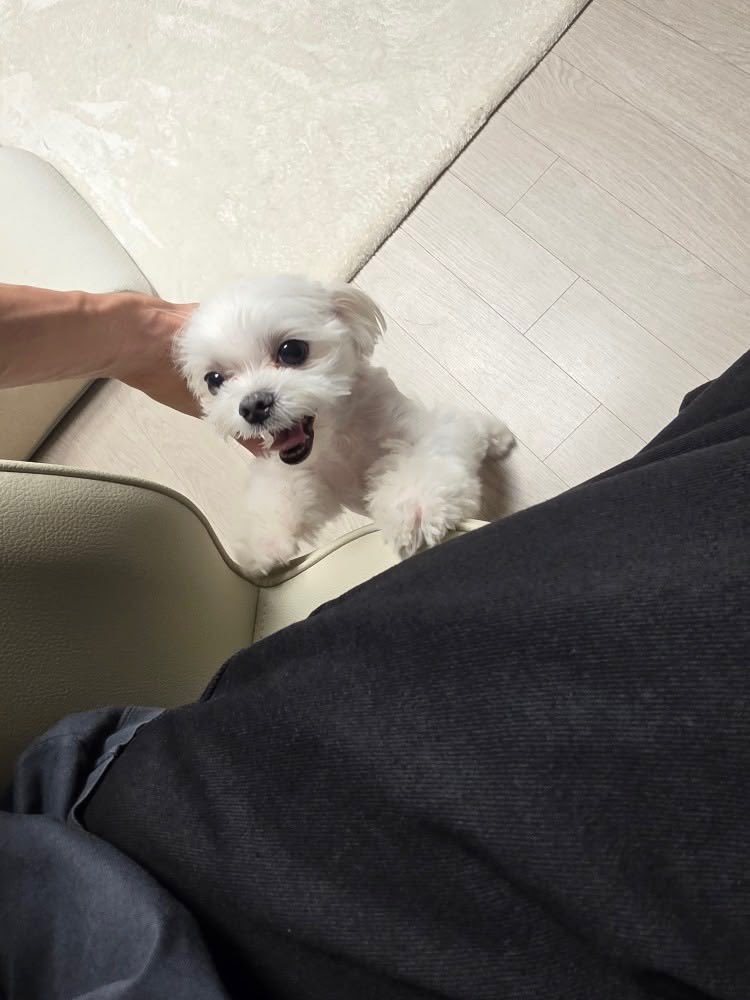 tellmewhatul1ke's tweet photo. 겨울이너뮤기욥고사랑스로워………. https://t.co/VuuemO0Ko1