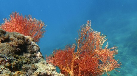 REF_INFO24's tweet photo. Tunisie : la pêche au corail rouge interdite jusqu’au 31 décembre 2026 

La Tunisie a interdit la pêche au corail rouge sur l’ensemble de ses côtes jusqu’au 31 décembre 2026, selon une décision du ministère de l’Agriculture, des Ressources hydrauliques et de la Pêche. Cette mesure s’appuie notamment sur les conclusions du comité consultatif chargé de la réglementation de la pêche, réuni le 28 septembre, ainsi que sur les textes législatifs et réglementaires encadrant cette activité.

Cette suspension vise à limiter la pression exercée sur les ressources marines, à permettre la régénération des populations de corail rouge dans les fonds marins et à lutter contre les activités de pêche illégales. Elle doit également contribuer à la réévaluation des quotas sur la base de données scientifiques.

Le corail rouge tunisien, prisé pour sa couleur intense et sa qualité, constitue une ressource recherchée par la haute joaillerie internationale. Son exploitation représente ainsi un enjeu économique, notamment pour les activités artisanales et les exportations.

Des contrôles renforcés dans les ports

L’application de cette interdiction devrait s’accompagner d’une intensification des contrôles par les gardes-côtes et les services douaniers dans les ports concernés. Une attention particulière pourrait être portée à Tabarka, dans le gouvernorat de Jendouba, ville du nord-ouest tunisien connue pour son artisanat lié au corail rouge.

La mesure intervient alors que la production légale tunisienne a fortement diminué au cours des dernières décennies. Estimée à plus de 20 tonnes par an dans les années 1960, elle se situerait désormais autour de 3 à 4 tonnes annuelles, selon les données communiquées.

Malgré ce recul, la filière conserve une importance économique, avec des recettes d’exportation estimées entre 10 et 12 millions de dinars. Une part importante du corail brut est traditionnellement destinée aux marchés étrangers, notamment à l’Italie et à d’autres pays européens.

 https://t.co/atRw4XfCrk