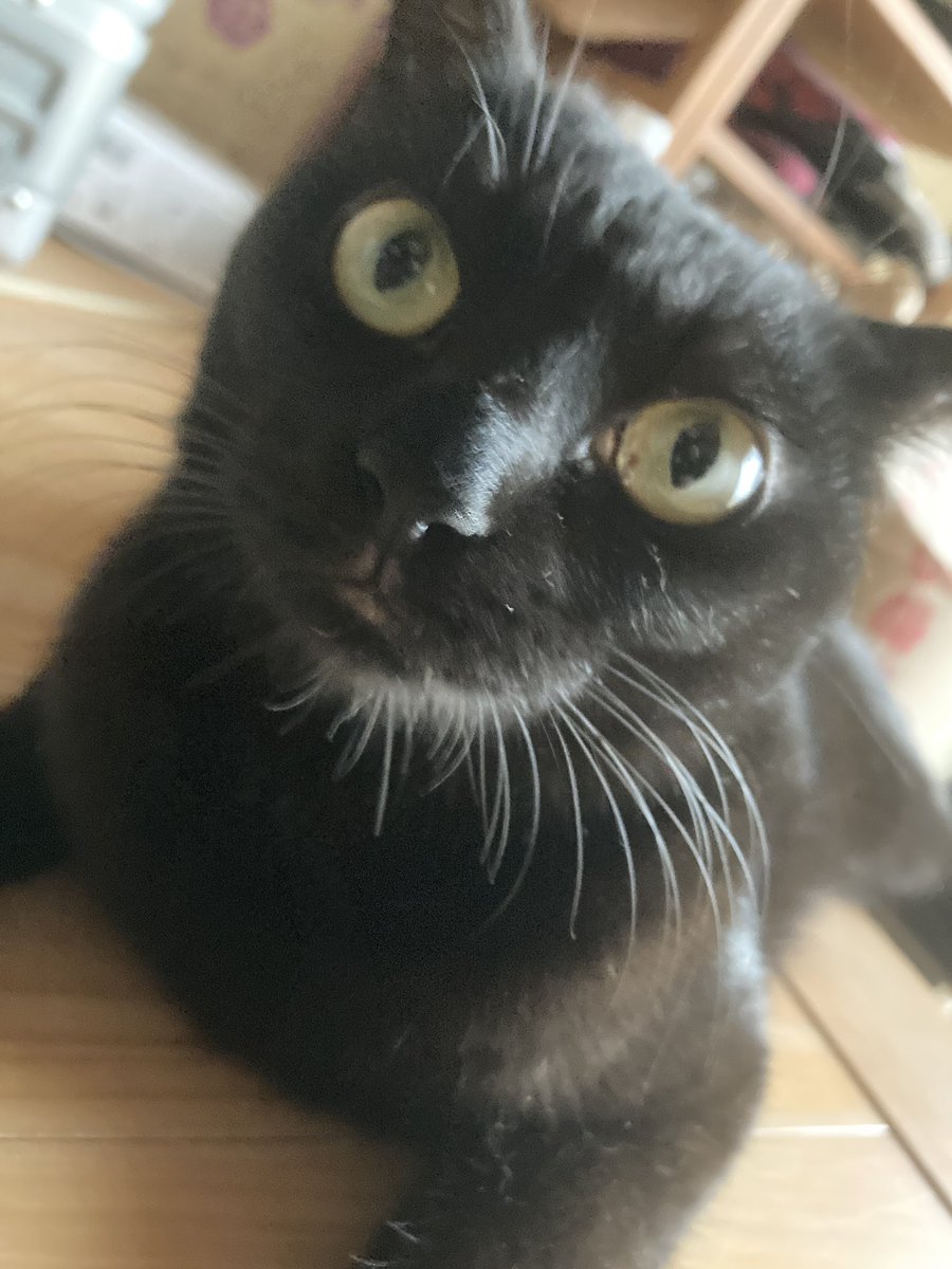 6nyans_neko's tweet photo. いたずら猫達 https://t.co/hTxvvoKsUz