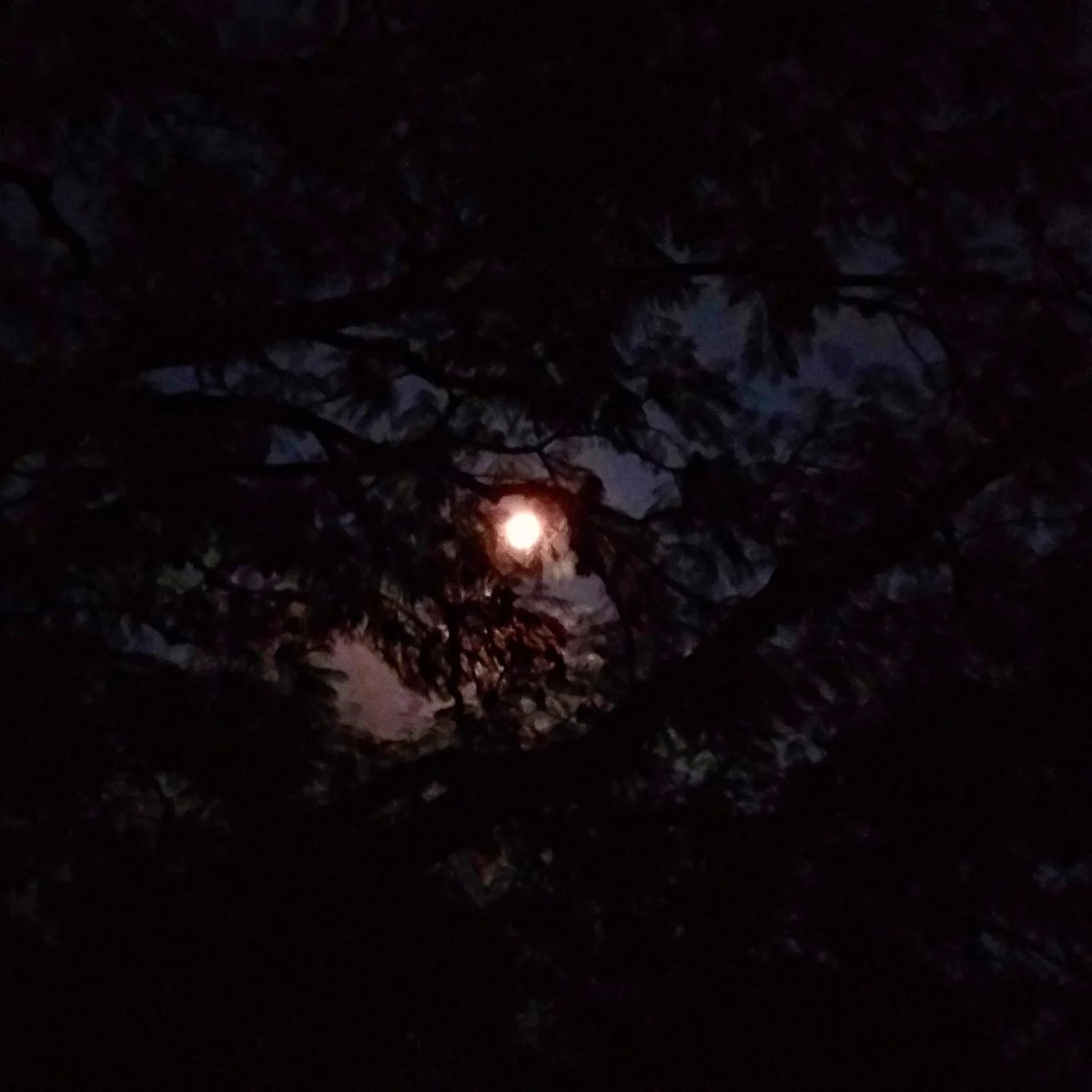 SamsoRcCaldwgmU's tweet photo. Observando cómo brilla la luna. https://t.co/lzSpn3xsk8