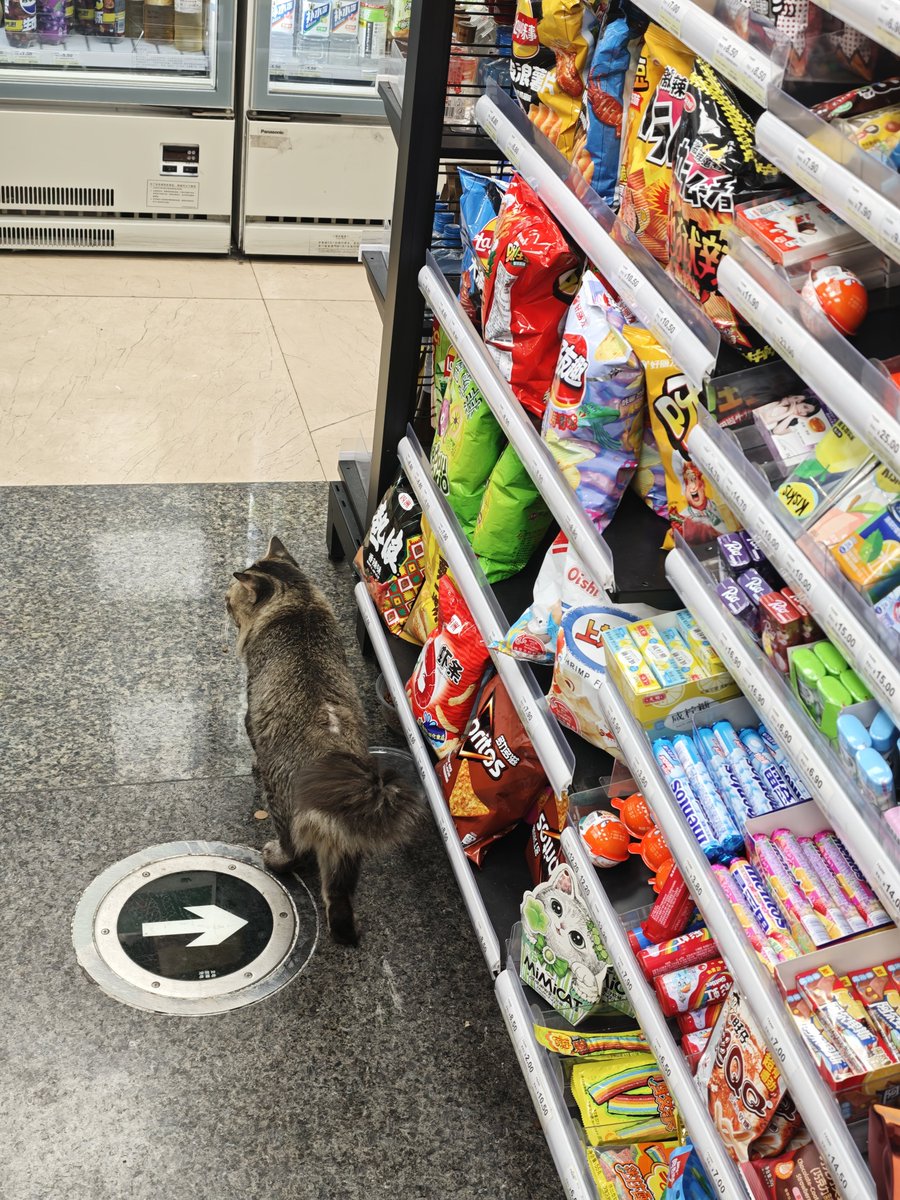 KYLEWUAi's tweet photo. 猫
人
711 https://t.co/2yHqiQepjX