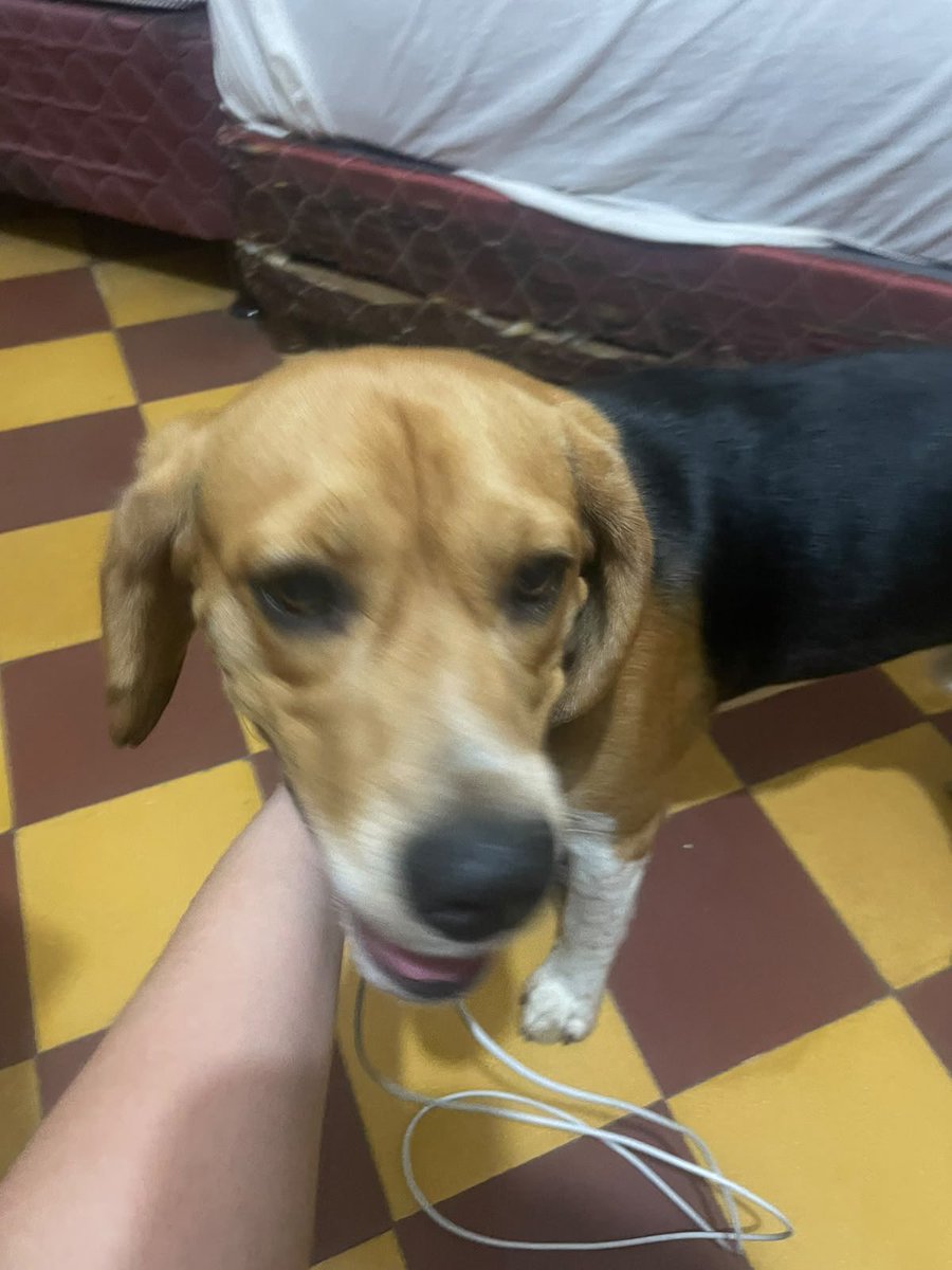 ForcadoKaren's tweet photo. Encontrado perrito macho de la raza beagle , anoche en el parque Carlos Antonio López y lo estamos resguardando se nota que tiene casa está bien cuidado y su collar es de color azul, no podrán retenerlo mucho tiempo porq cuentan con otros animales, 0986142218 https://t.co/TXzAVemg9z