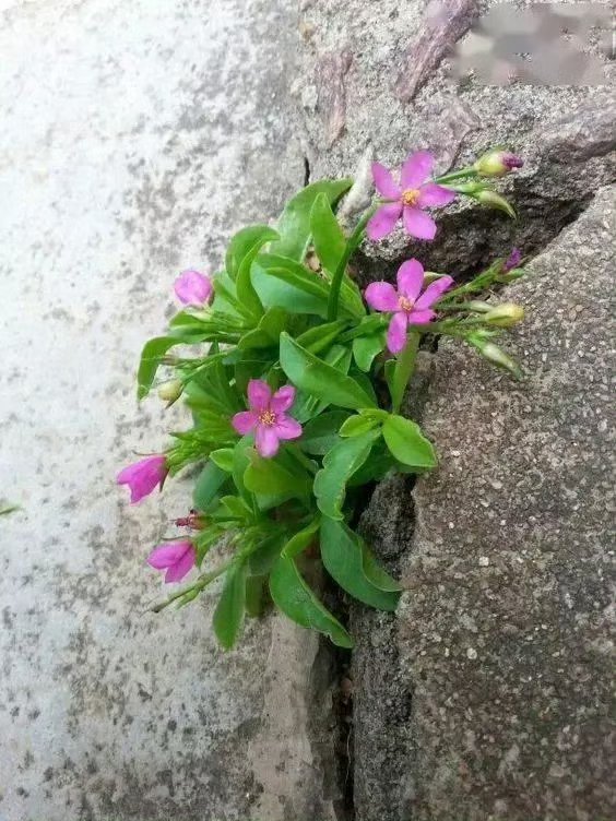 Gumic4qf's tweet photo. 欠裂（けつれつ）した蕾（つぼみ）を見つけて、ちょっとつついてみたら、元気になったみたい！， https://t.co/O9xcv7aJrw