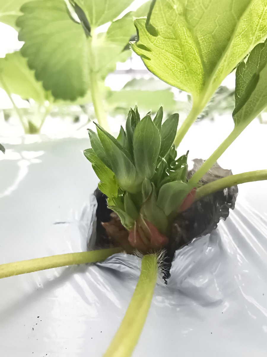 terasa_tomo's tweet photo. まだだと思っていたのに……

あれ？

もう、花芽が出ている。

ほかの子たちは、まだなのに。

気の早いイチゴが……。

#新潟の田舎愛
#越後姫
#いちご栽培 https://t.co/OazWUTev8z