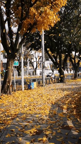 soccer97541369's tweet photo. [邪を逞しく振り撒く樟木の落ち葉、秋の風に舞う様子が、なんだか妙に印象的だった] https://t.co/fQlv4Og2hH