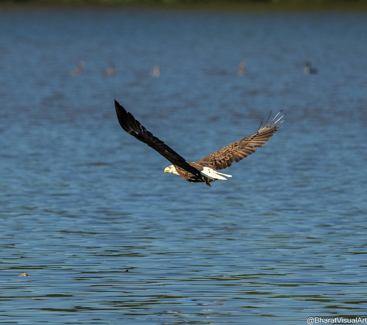 rewDunc482624's tweet photo. An eagle caught a fish. https://t.co/TovWu9mKCj
