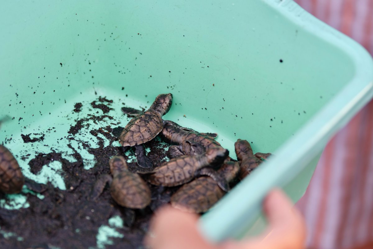 paoga23's tweet photo. The season’s first hawksbill turtle hatchlings have emerged, beginning their offshore migration after 50–60 days of incubation. A reminder of the vital role coastal habitats and conservation play for endangered marine life. https://t.co/iaUPUzYBGi