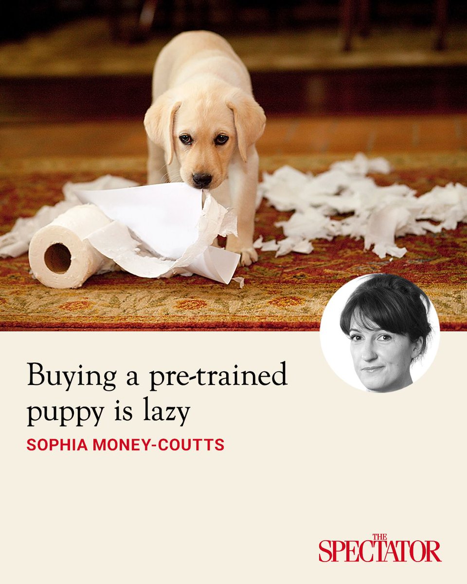 spectator's tweet photo. It's a tiny bit lazy, if you ask me. There's a growing market, as reported by a Sunday newspaper, for 'pre-trained' puppies.

These are puppies aged six months and upwards, which will arrive at your house with '100 per cent perfect recall', won't tug on the lead, won't chase sheep or chickens and will lie quietly at your feet in a pub or restaurant. The only catch? One of these robo-puppies will set you back £15,000.

✍️ Sophia Money-Coutts

Article | https://t.co/1FmLIHKRMS
