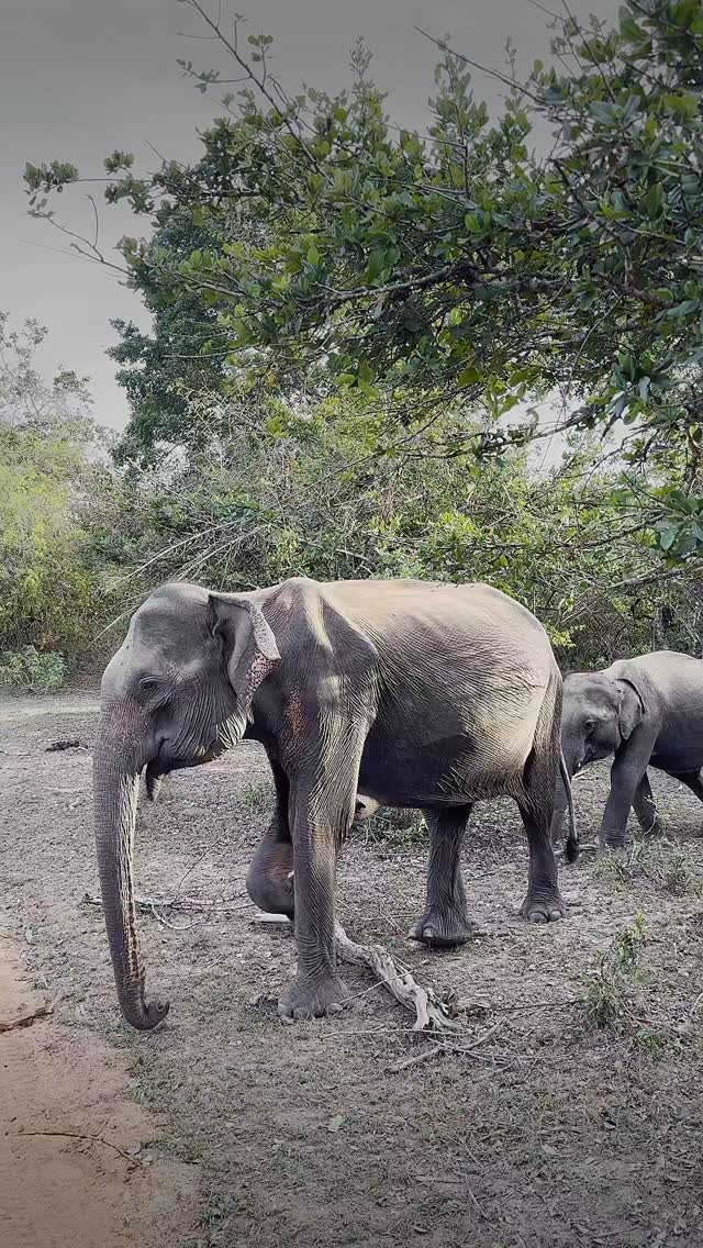 JhonyLiima's tweet photo. Yala, Sri Lanka https://t.co/dY4BntfZOm