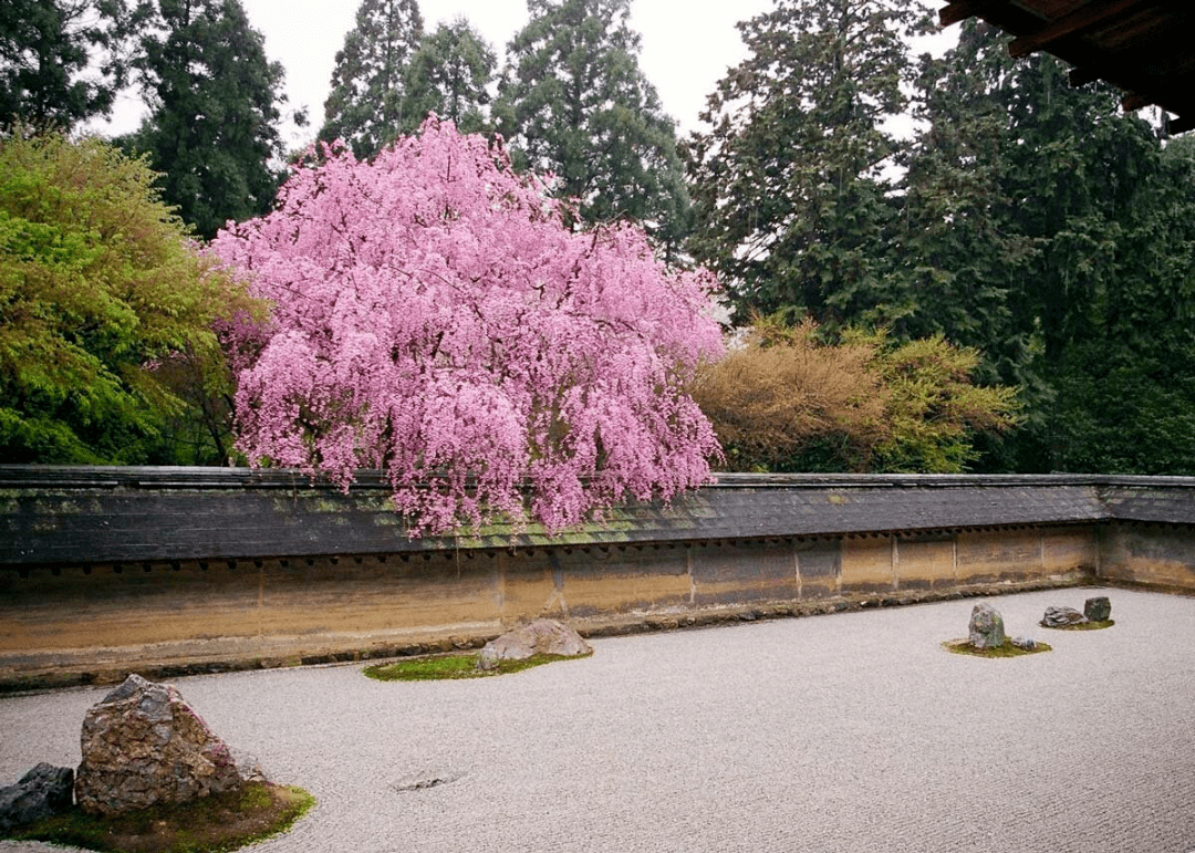 9A5FuGRep070982's tweet photo. [庭に咲く花を見て、自分の心の狭さを惭院固に感じる今日この頃] https://t.co/rzxNhoW9AP
