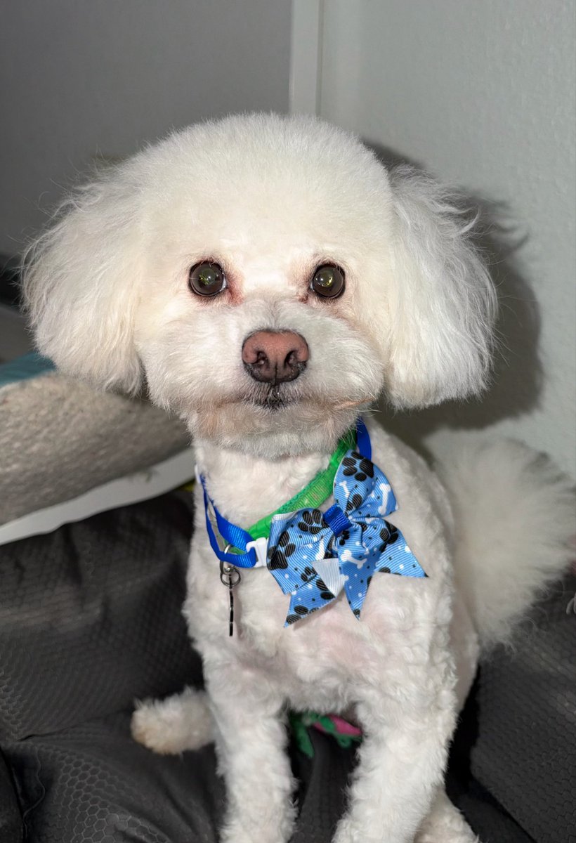 itssirenjenn's tweet photo. HELLO EVERYONE I AM TOBY 😊 https://t.co/qKztxDhMWV