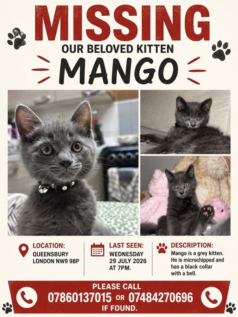 MissingPetsGB's tweet photo. It’s been nearly 3 months since anyone has seen beloved MANGO &amp; we’re desperate to know he’s safe, with the weather turning so cold

Mango is a grey, short-haired kitten with very distinctive features. He disappeared from Queensbury, London #NW9 29 July 2026
#Caturday @lrayaaa https://t.co/PaJhQ2tuMq