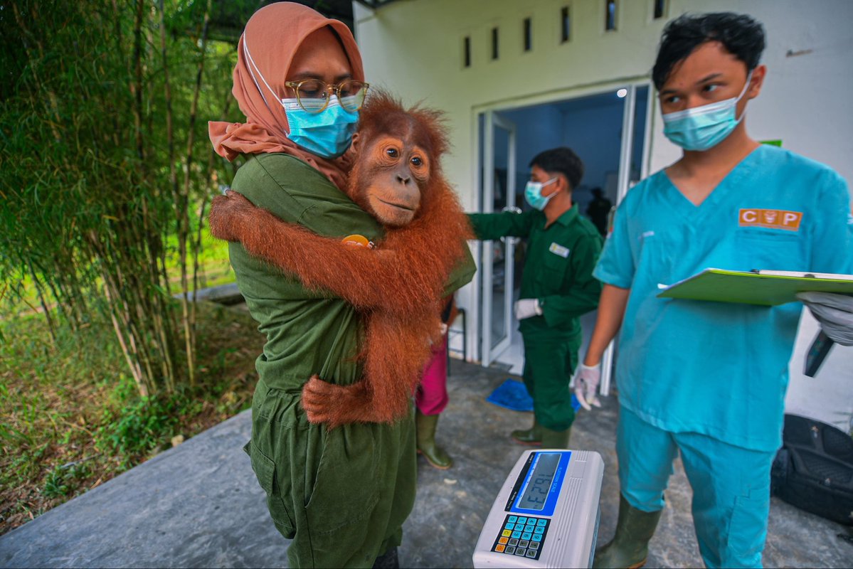 indiratendi's tweet photo. Pagi ini nimbang BB semua bayi orangutan. Ternyata bukan cuma mereka, akupun tambah berat 🥲 https://t.co/Jc7Wv3k9LC
