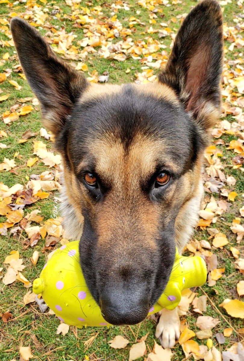 K9Garm's tweet photo. GM. https://t.co/jDoBe8xYeQ