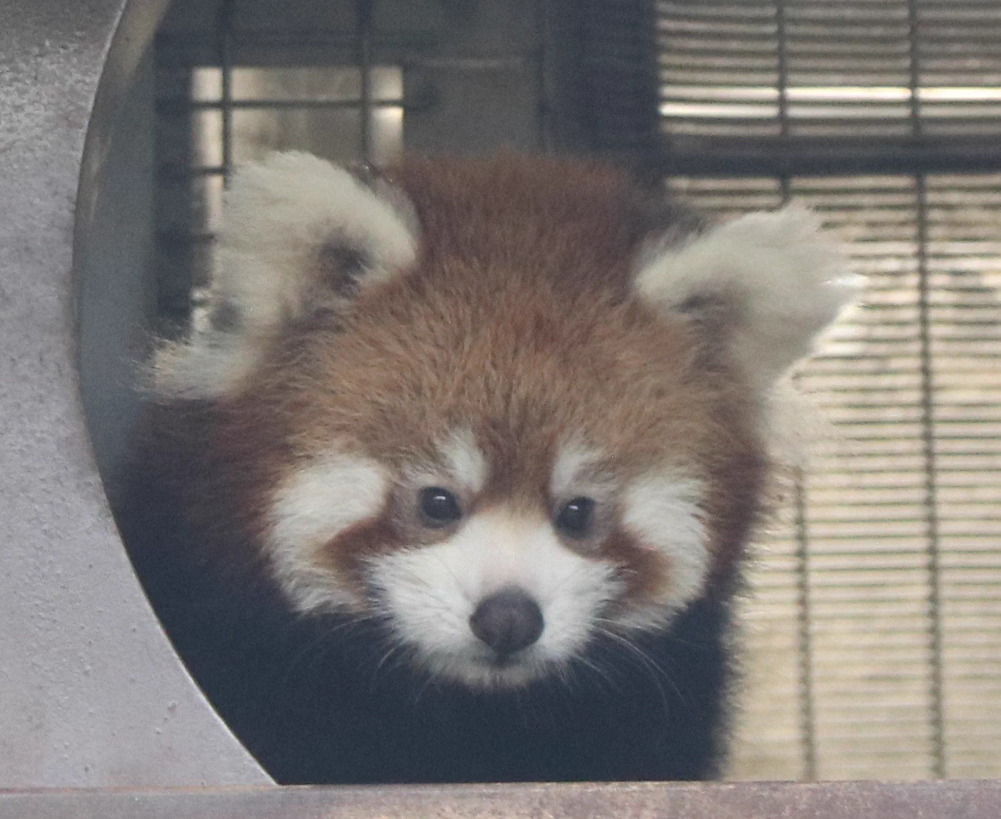でぐ on X: 