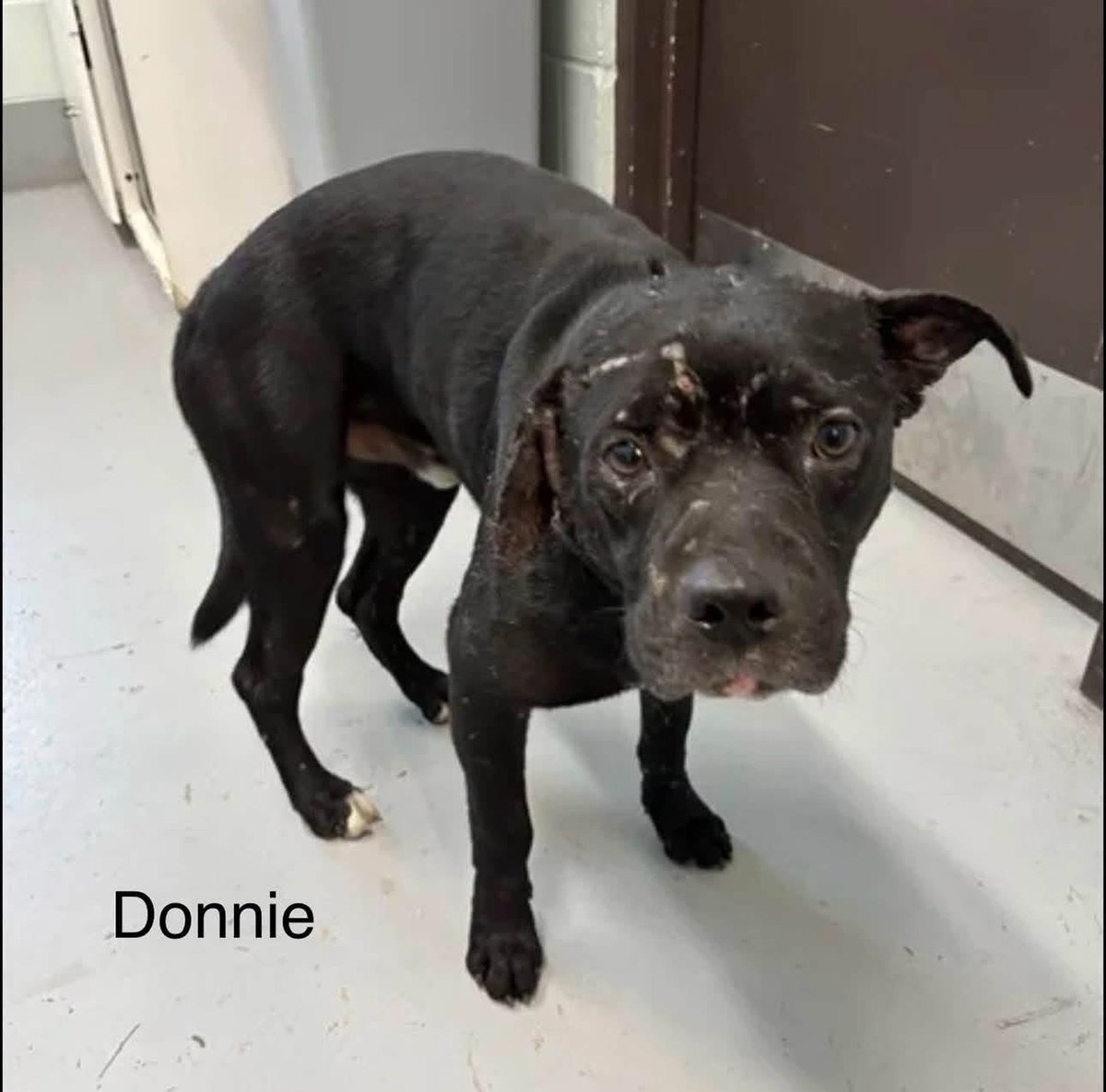 LisaBrabson's tweet photo. DONNIE #A391211 2yo
HIS EAR IS NEARLY TORN OFF!
DOESN'T ANYONE CARE! He's breaking my ❤️
Dogs have nearl killed him,used as BAIT
DONNIE needs MEDICAL CARE, ASAP!
Tender little soul,so scared😭
PLZ #PLEDGE FOR MEDICAL RESCUE
Or b AMAZING  #ADOPT OR #FOSTER  HIM #CorpusChristiACS https://t.co/EwjmDuto4z