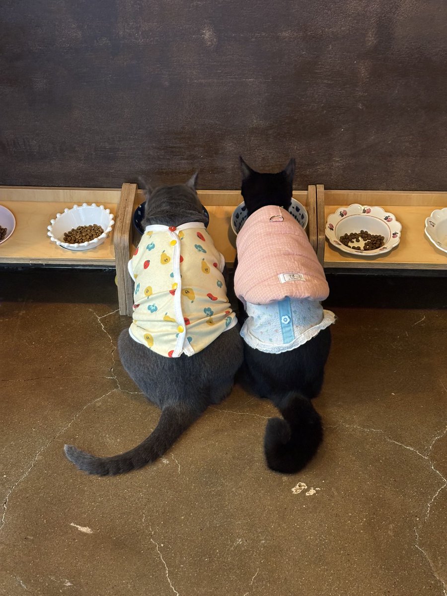 woni_hamsik's tweet photo. 고양이 카페에 다녀왔어요오🐱 https://t.co/fLrW6Q7Lya