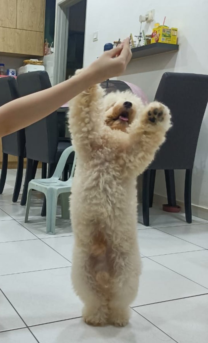 June_217_'s tweet photo. Happy 10 followers 🥳
Anyway, look at my 9 month old puppy, Shiro https://t.co/mxcG9qR42D
