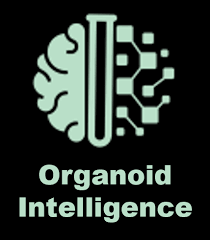 wolff_ernst's tweet photo. Bei der "International Conference on Organoid Intelligence" (26.-27. Oktober im Hopkins-Bloomberg Center) geht es um Technologien auf der Basis der Verschmelzung von lebenden menschlichen Gehirnzellen (Neuronen) und klassischen Silizium-Mikrochips. 
Orwell war gestern. https://t.co/7x5esoOROQ