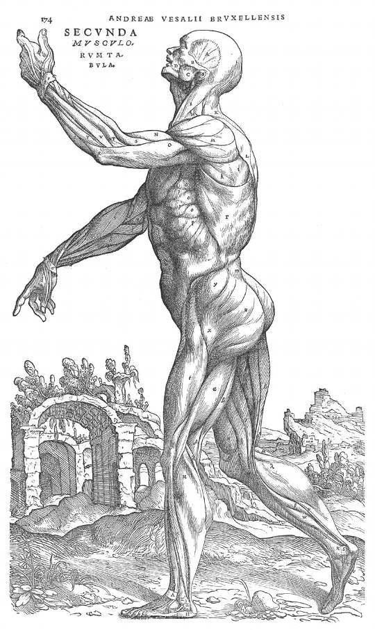 PublicDomainRev's tweet photo. City streets, a winepress, pulleys, spinning tops, a ray fish, curdled milk: some of the  images used by anatomist Andreas Vesalius (who died #onthisday in 1564) to explain the workings of the human body. Marri Lynn explores: https://t.co/1yKGCU0J6Y #OTD https://t.co/WGUbyYpgx4