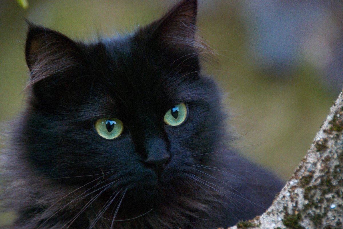 MeowCatqqaz's tweet photo. Black https://t.co/PqqDi5Fp6g