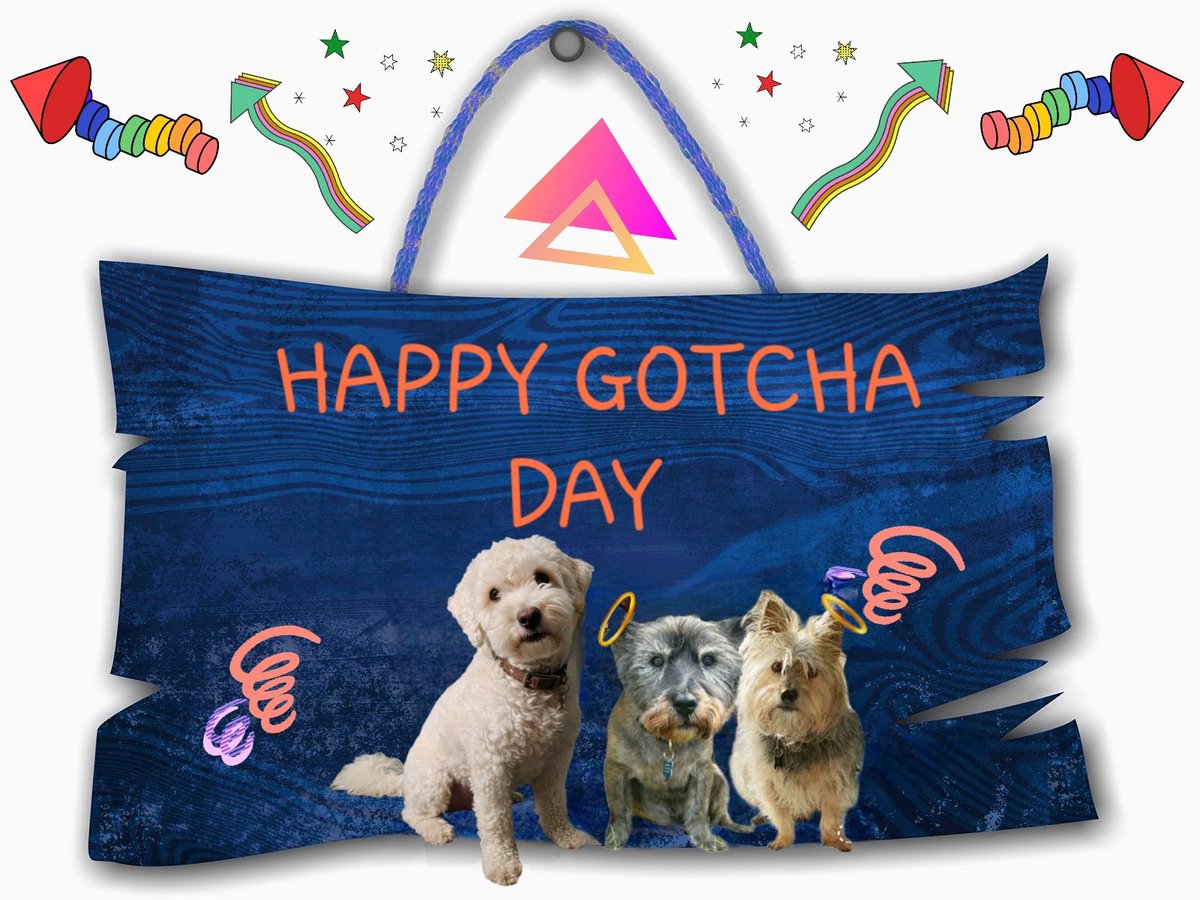 jennystape's tweet photo. Happy Gotcha Day Tucker 🎉
Love from Jack &amp; the BovverBoys xxx
#BovverBoysForever https://t.co/lxzbQOa8O8