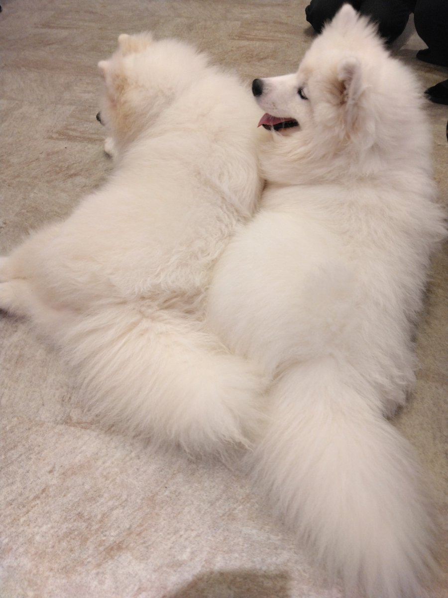 87_8nagi's tweet photo. @hayanie1222 サモエドカフェのサモエド🐶🐶どうぞー！ https://t.co/RwFmBMhQH3