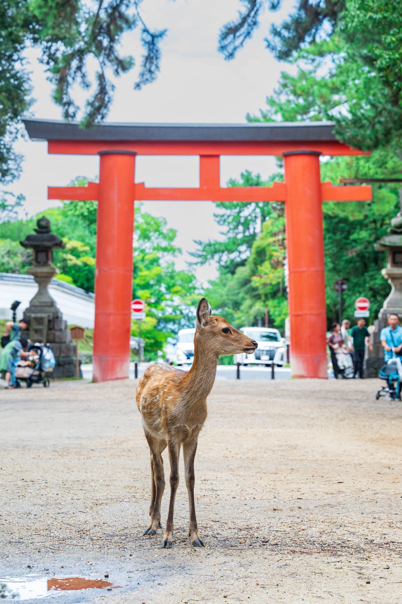 mr_commune's tweet photo. 一之鳥居
そろそろ鹿の写真もネタ切れかな・・・ https://t.co/b4gT81QdbZ