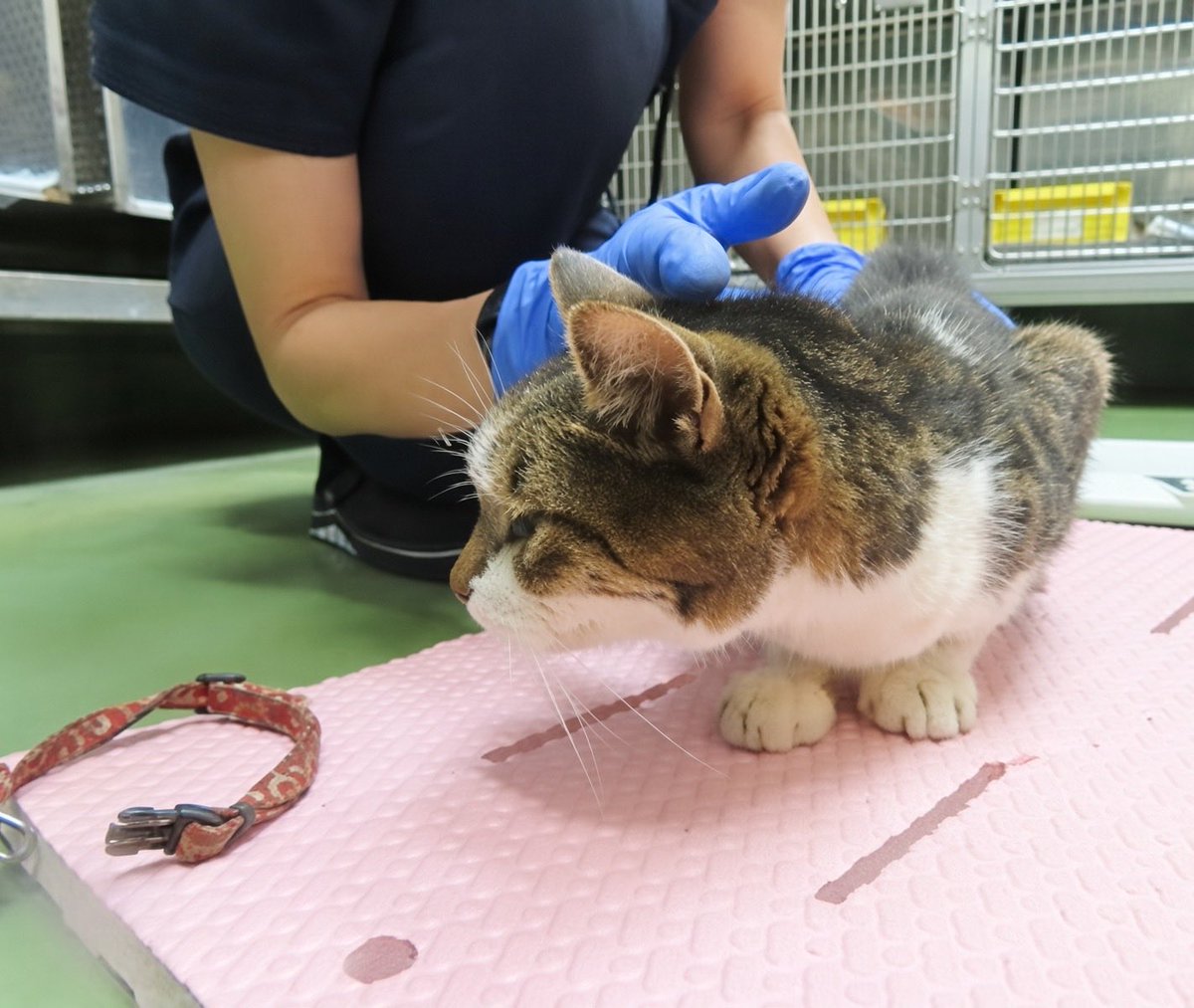 fukushiyamesagi's tweet photo. 🆘緊急🆘#収容猫
🆘#傷病収容🚑負傷🚨
🆘⚠️掲載期限超過⚠️
10/19(月)千葉県市川市国府台
唐草模様赤首輪
♀キジ白
📲東葛飾支所🙇🏻‍♂️#里見公園
迷い猫迷子保護ネコねこメス雉鯖サバトラシロきじとらしろさば埼玉三郷八潮東京都足立区江戸川船橋鎌ケ谷鎌ヶ谷松戸真間駅矢切北たかちゃんらーめん笑がおの湯 

🚨掲載期限が超過しています‼️

🚨「負傷」🚑「メス」「中型・成猫」「布製唐草模様赤色首輪」「マイクロチップ無」とされる、キジ白(白キジ、或いはサバ白、白サバ)猫が収容されています‼
🚨️飼い主様、関係者様は大至急お迎えをお願いいたします🙏🏻
🚨収容猫にお心当たりのある方は大至急、東葛飾支所迄ご連絡をお願いいたします📲🙇🏻‍♂️

◎公示には「雑種・キジ白*・メス**　中型・成猫***・負傷****　布製唐草模様赤色首輪（JPG：54.4KB）*****　首輪無*****・マイクロチップ無」と記載されています🐈

＊公示掲載画像は撮影・再生条件、被毛・皮膚の濡れ・汚れ、或いは傷病等により動物の色合いや印象が違って見える場合があります。またキジトラ柄、サバトラ柄の区別、毛色・毛柄等の認識・表現は個人の感覚等によっても異なる為、収容中の猫が公示記載毛色の「キジ白」としてではなく、キジトラ白、白キジ(トラ)、キジトラ、或いはサバ(トラ)白、白サバ(トラ)、サバトラ、若しくはハチワレ、ブチ、コアラ、キジ猫、サバ猫、トラ猫等として捜索されている可能性もあります。画像を見た限りでは、麦わら(茶キジ、キジサビ等)柄+白の三毛猫(キジ三毛、縞三毛、サビ三毛等)ではないと思われますが、画像では見えない部分の柄、目の色、尾の形状等含め収容猫の特徴の詳細は東葛飾支所迄お問い合わせください(※迷子動物をお探しの方は直接東葛飾支所へ出向かれてのご確認が確実です。)📲🙏🏻

＊＊収容動物は長毛、傷病、或いは興奮等により、収容動物の性別の確認が困難な場合があり、公示記載の性別が後日訂正される可能性もあります。正確な情報は東葛飾支所迄お問い合わせください📲🙇🏻‍♂️

＊＊＊公示に「中型・成猫」と記載されていても、まだ子猫と呼べる位の年齢(月齢)の個体の場合もあります。推定年齢等については東葛飾支所迄お問い合わせください📲🙏🏻

＊＊＊＊収容時の傷病の状態、収容後の処置・治療、現在の容体等を含む収容状況の詳細は東葛飾支所迄お問い合わせください📲🙇🏻‍♂️

＊＊＊＊＊公示掲載画像の収容動物装着品は撮影・再生条件、褪色・劣化等により元の色合い・形状とは違って見える場合があります。(※掲載画像には収容猫と一緒に首輪が写っていますので、公示の「首輪無」は記載ミスと思われます。)装着品の特徴の詳細は東葛飾支所迄お問い合わせください📲🙏🏻

◎迷子動物は市区町村境・都県境等を越境して収容される場合もあります。

◎公示に記載がなく、掲載画像からも不明な収容動物の特徴等については東葛飾支所迄お問い合わせください📲🙇🏻‍♂️

◎『さくらカット』等と呼ばれる避妊・去勢済みを表す「耳カット」は、メスは左、オスは右が一般的ですが、全ての個体にこの例が当てはまるとは限りません。また事故やケンカ等による耳の裂け、破れ等が「耳カット」状に見える場合もあります。

◎各センター・保健所等ではDNA検査による鑑定は実施していないと考えられますので、公示記載の犬種・猫種等は推定であり目安とお考えください🙏🏻

◎収容動物は長期放浪等の影響による容姿の変化、或いは首輪等の脱落、色柄・形状等の経年劣化、放浪中の他者による装着等の可能性があります。公示に掲載画像がある場合でも、撮影・再生条件、被毛・皮膚の濡れ・汚れ・傷病等により動物の目の色や毛柄等の特徴、或いは経年劣化等により首輪等の色柄・形状等が逸走当時とは違って見える可能性があります。またリンクのミス等により掲載画像に別の個体や装着品が表示されるケースも稀に見られます。公示記載情報、或いは掲載画像からの印象と、動物の逸走当時の容姿、装着品との多少の差異に拘らず東葛飾支所でのご確認をお願いいたします🙇🏻‍♂️

お問い合わせ
所属課室：健康福祉部動物愛護センタ−東葛飾支所
電話番号：04-7191-0050
ファックス番号：04-7193-2387
📩https://t.co/EcYuHkZF3z

個人等で保護している動物情報(千葉県※千葉市、柏市、船橋市を除く)
⏩https://t.co/Pe6hAQzoys

収容猫情報  千葉県動物愛護センター東葛飾支所
⏩https://t.co/NtLpq1qgji

【管理番号】261019-1-1
