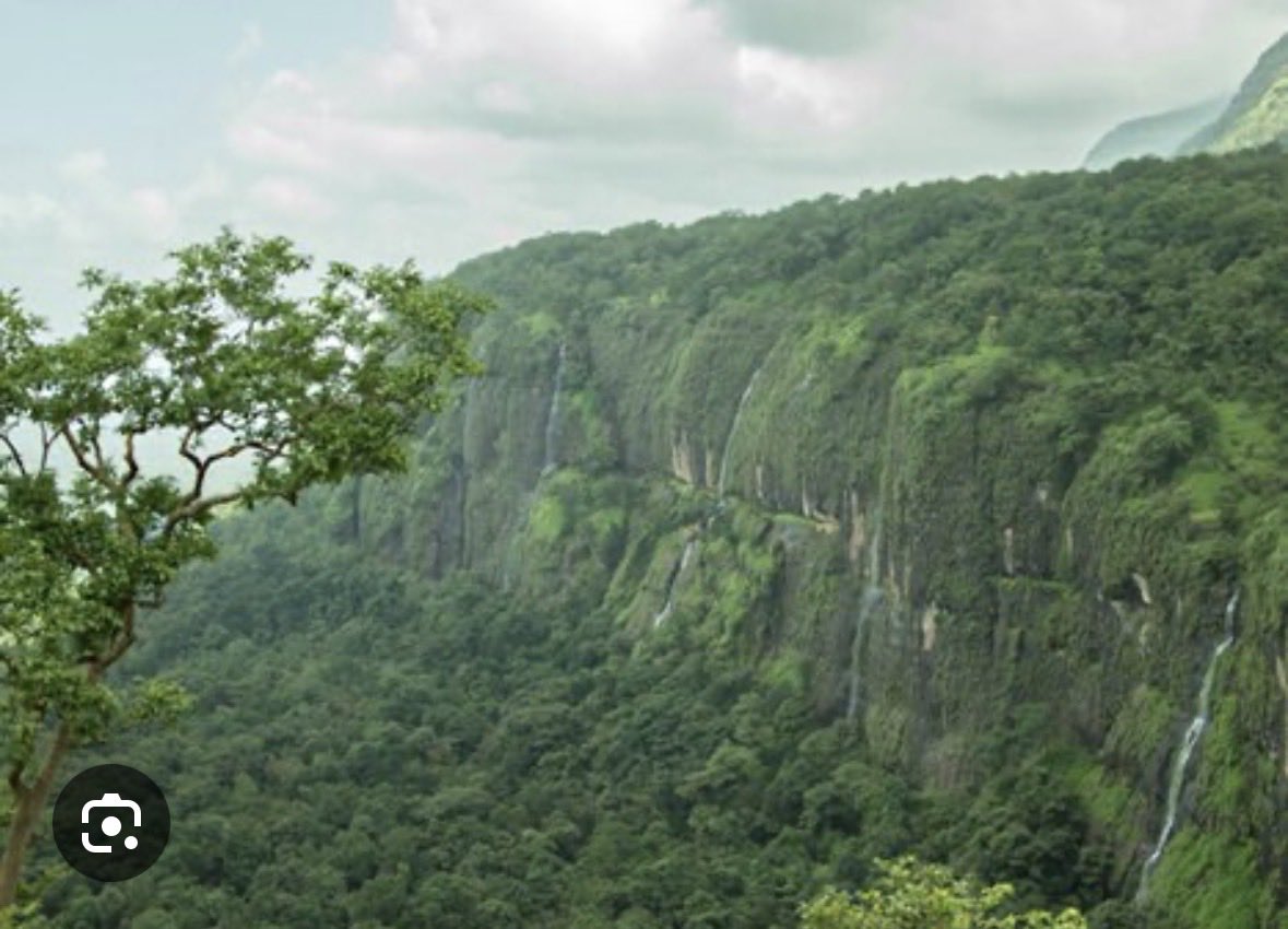 QueenBeeInd1's tweet photo. BJP is selling this country to its crony capitalist friends and making India completely unliveable for our future generations!! They are cutting 33 thousand trees in Bhimashankar forrest  in Maharashtra, please speak now , this is not going to end well for us!! #SaveBhimashankar https://t.co/fQpYbdlrgZ