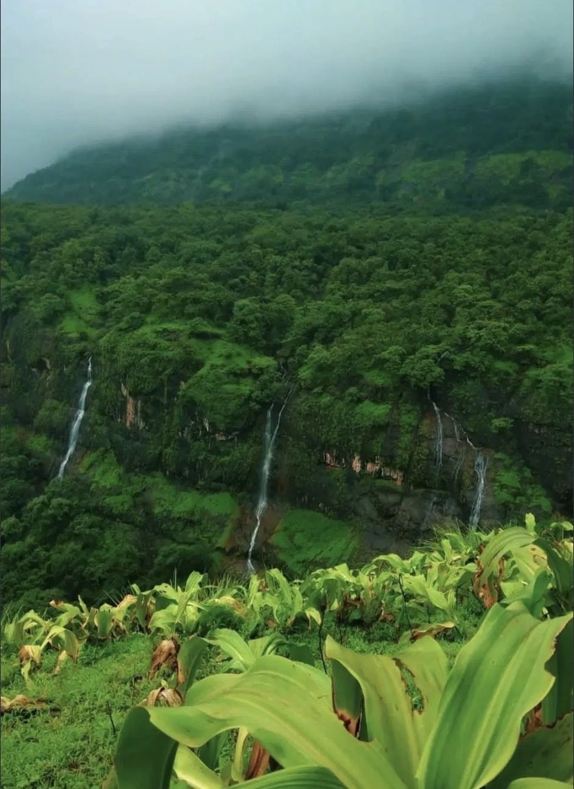 QueenBeeInd1's tweet photo. BJP is selling this country to its crony capitalist friends and making India completely unliveable for our future generations!! They are cutting 33 thousand trees in Bhimashankar forrest  in Maharashtra, please speak now , this is not going to end well for us!! #SaveBhimashankar https://t.co/fQpYbdlrgZ