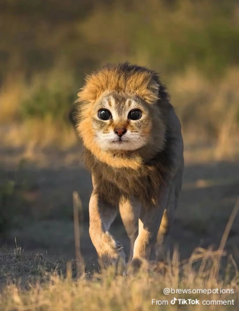 Kokariidex's tweet photo. Me when I'm a lion https://t.co/whtJvOTu8l
