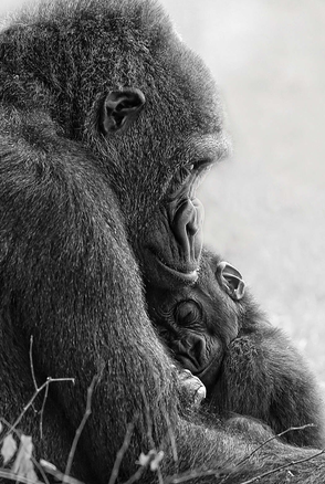 gorilla_tiny's tweet photo. love in thoses times
they will say we crazy
we love crazy https://t.co/BLA96jXeKG