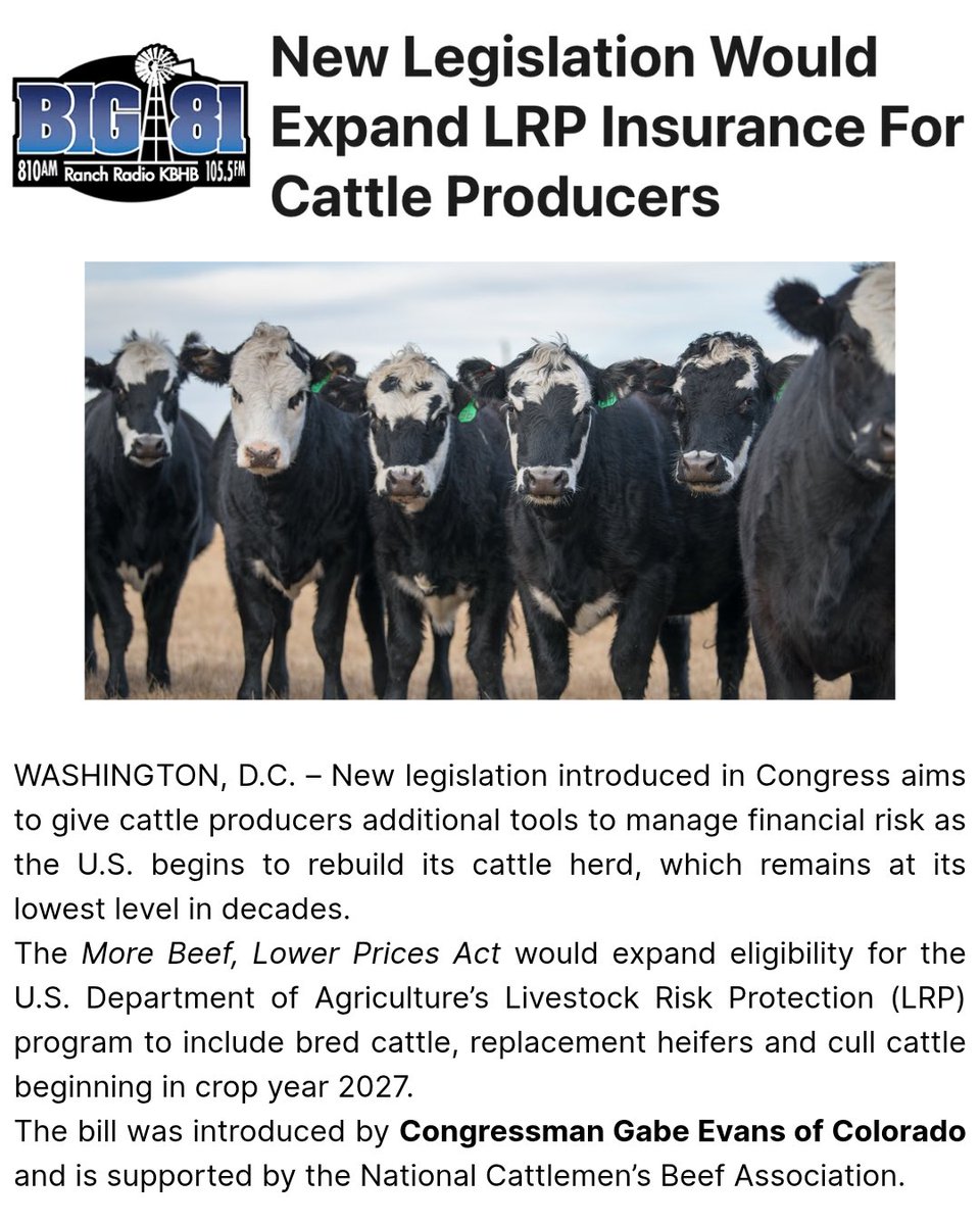 A news article graphic from a ranch radio station, with a headline about proposed legislation expanding livestock risk insurance for cattle producers, a photograph of black-and-white cattle, and several paragraphs of article text.