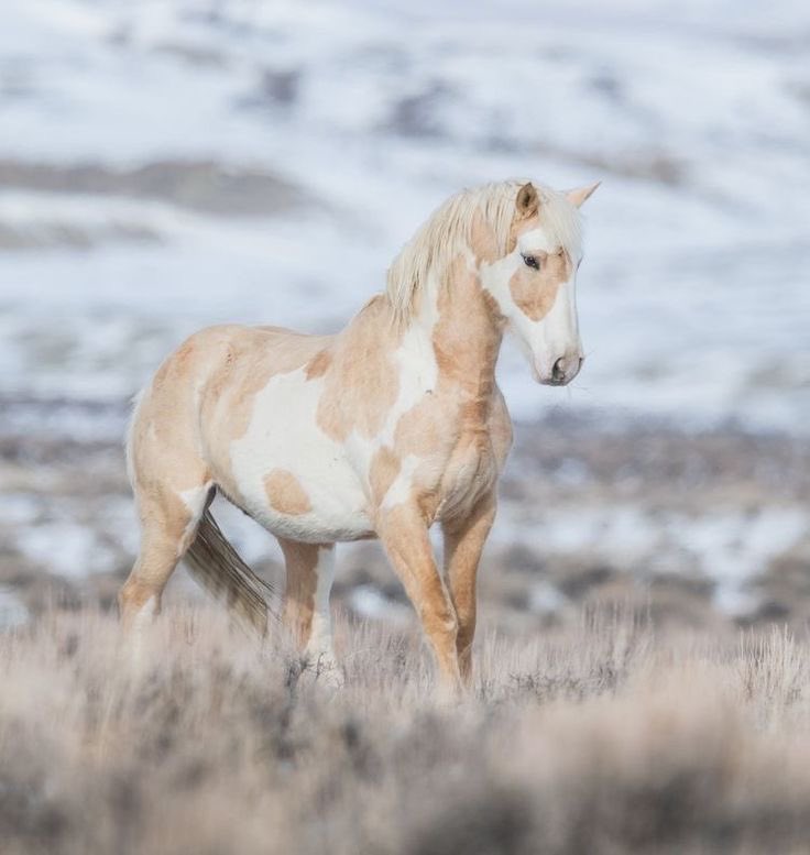 strawiberi's tweet photo. Meteor wild palomino pinto mustang stallion Colorado, USA https://t.co/zIKs9ZCTtf