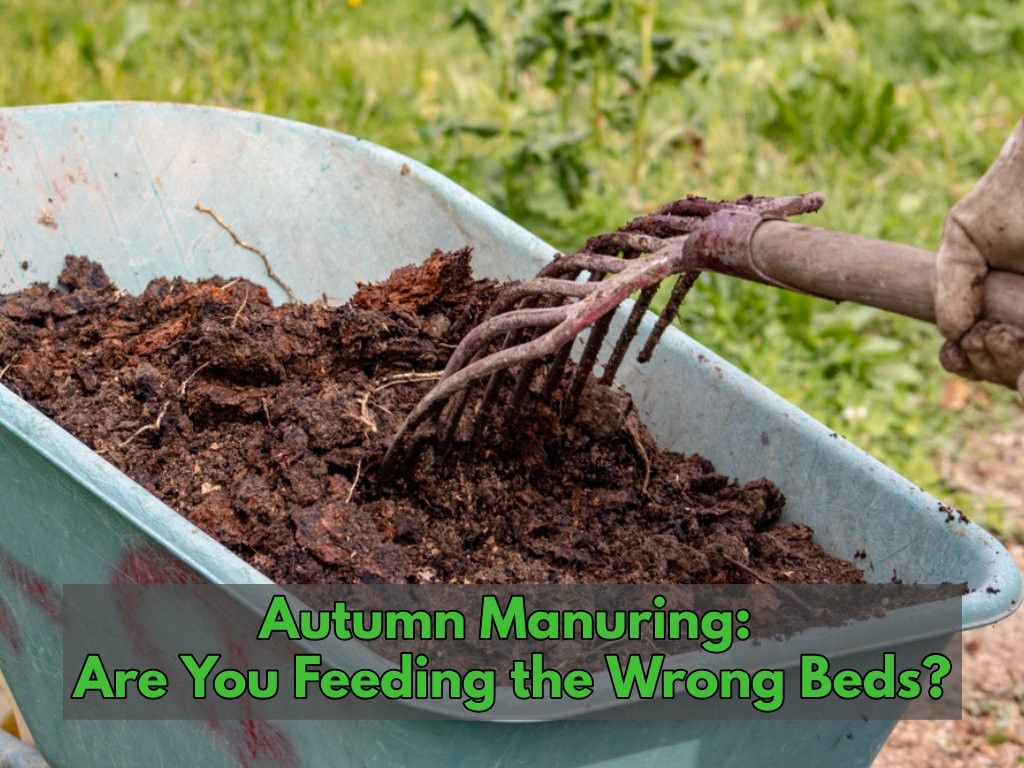 veg_plotter's tweet photo. Blanketing your garden in muck this autumn? Pause before you shovel! 🛑

Rich manure feeds brassicas and squash, but causes root crops like carrots to split and fork. Map your plot first and feed only the right beds!

Read more: https://t.co/IAPihna8Zt #GardeningTips https://t.co/oT2bJhC2Ya